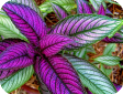 Strobilanthes