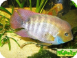 Archocentrus sajica
