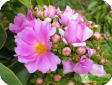 Pereskia