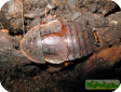 Hemiblaberus sp. 