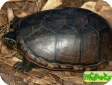 Kinosternon subrubrum (Замыкающая Пенсильванская, Красноватая восточная иловая) 