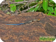 Mabuya quinquetaeniata
