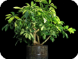 Schefflera
