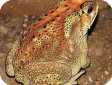 Bufo melanostictus
