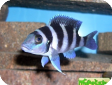 Neolamprologus tretocephalus
