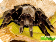 Acanthoscurria atrox