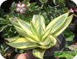 Sansevieria
