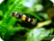 Brachygobius xanthozona