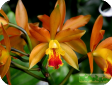 Cattleya