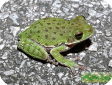 Hyla gratiosa