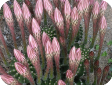 Echinopsis