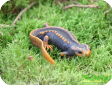 Tylototriton verrucosus