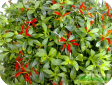 Aeschynanthus Jack.