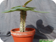 Eupohorbia pulherrima