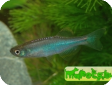 Danio sp.