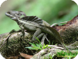 Basiliscus vittatus