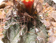 Astrophytum capricorne