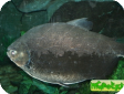 Colossoma macropomum