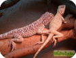 Trapelus mutabilis