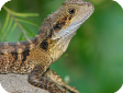 Physignathus lesueurii
