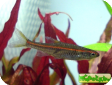 Rasbora pauciperforata
