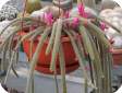 Aporocactus flageliformis