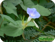Pharbitis (Ipomea)