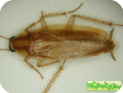 Blattella germanica (Рыжий таракан (прусак))