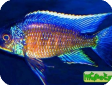 Copadichromis verduyni