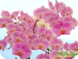 Phalaenopsis