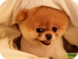 Boo (Бу)  мегапозитивная собака 
