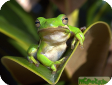 Hyla cinerea