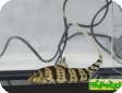 Botia histrionica