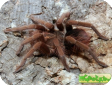 Pamphobeteus fortis  