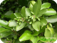 Corynocarpus