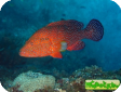Cephalopholis miniata 