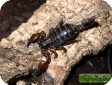 Scorpio maurus  