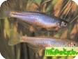 Brachydanio albolineatus