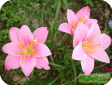 Zephyranthes