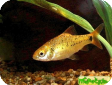 Puntius semifasciolatus var. schuberti (Barbus semifasciolatus, Puntius sachsi)