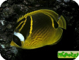 Chaetodon lunula 
