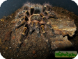 Grammostola aureostriata