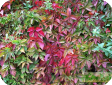 Parthenocissus