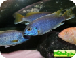 Pseudotropheus sp."Acei"