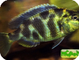 Nimbochromis venustus