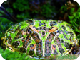 Ceratophrys ornata