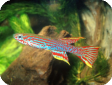 Aphyosemion mirabile