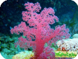 Dendronephthya sp. 