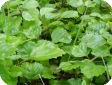 Plectranthus L'her