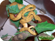 Corallus enydris